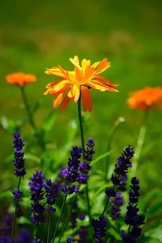 tall calendula variety: vibrant orange bloom on a tall stem among purple lavender and green foliage (similar to prince variety) in a sunny garden
