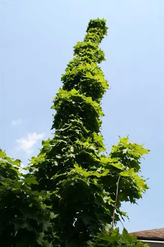 tall columnar maple tree with dense green foliage against a clear blue sky