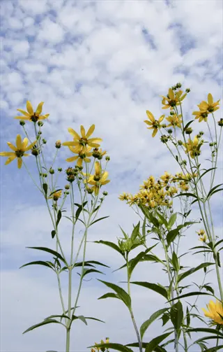 tall coreopsis wildflowers blooming against a partly cloudy blue sky