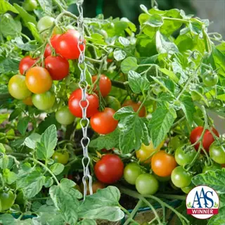 terenzo tomato variety plant in a hanging basket, showcasing ripe red and unripe green fruits on the vine with lush foliage. aas winner logo visible