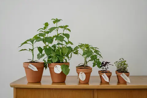 terra cotta pots with labeled plants including potted basil and tomato, demonstrating companion planting on a wooden table