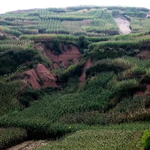 terraced farmland with visible soil erosion and lush green crops on a hillside