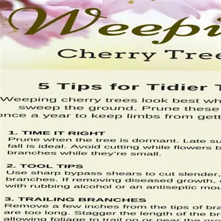 text providing tips for tidier trees, including timing for pruning weeping cherry trees in late summer or early fall