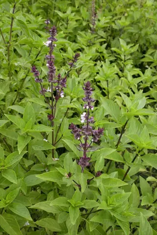 thai basil purple stems with green leaves growing in a garden