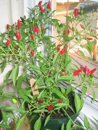 thai hot pepper plant with ripe red and unripe green peppers growing in a pot indoors near a window