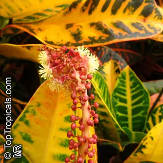 thick plant veins on vibrant croton leaves with red berries and flowers. source: toptropicals.com mr watermark