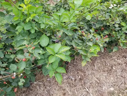 thornless blackberry bushes (erect thornless varieties) growing in a garden with ripe black berries, unripe red berries, and green leaves on wire-supported plants