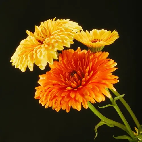 three calendula orange flowers (two orange and one yellow) on green stems against a black background
