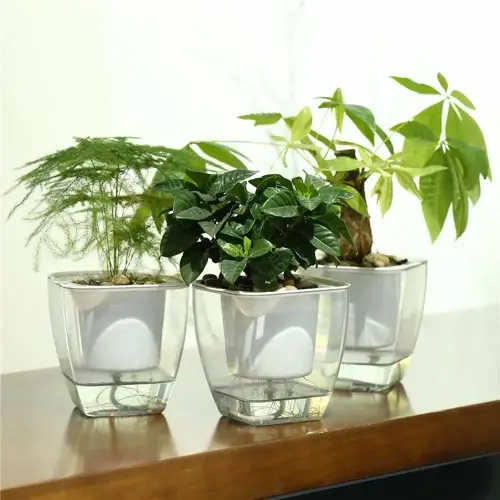 three glass self watering pot plants with visible water reservoirs, featuring varied foliage (ferns, broad-leafed plants, small trees) on wooden table