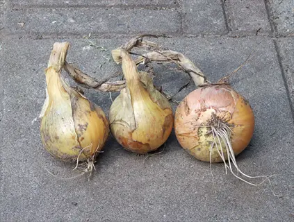 three harvested centurion onion bulbs with dried stems and roots on concrete surface
