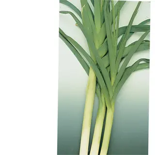 three 'king richard' leek seedlings with white stems and green leaves