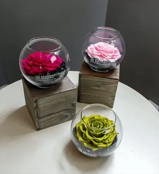 three miniature rose containers in glass vases with visible branding, displayed on wooden blocks