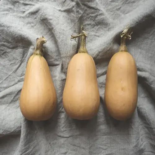 three ripe butternut squashes from a garden harvest, arranged on a textured gray cloth
