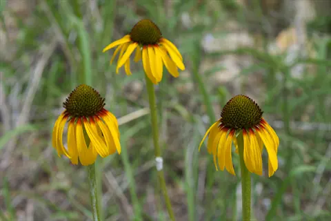 three yellow echinacea paradoxa flowers with dark centers and green stems in natural habitat