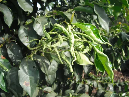 thrips plant damage on leaves showing severe distortion, silvery streaks, and stippling