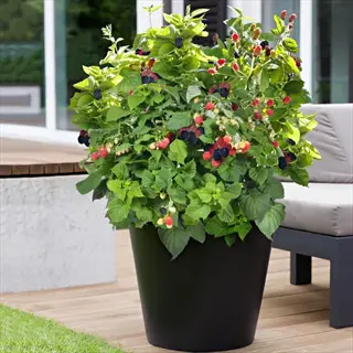 thriving potted blackberry plant in black container with ripe blackberries, unripe red fruit, green leaves, and thorns on modern patio deck