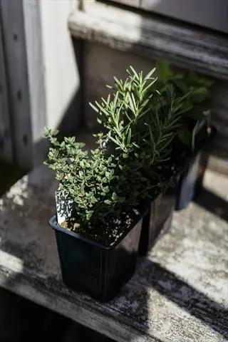 thyme plant in black pot with visible plant label, grouped with other herb seedlings on weathered wooden surface in sunlight