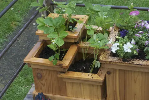 tiered cedar wood planters with strawberry plants and colorful flowers (white, purple) in an outdoor garden setting with green grass and a metal railing
