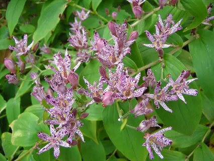 toad lily (tricyrtis) flowers in shade: dense cluster of purple-spotted white blooms with unopened buds emerging from lush green foliage