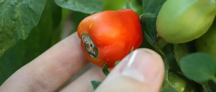 tomato anthracnose fruit: red tomato with dark, sunken circular lesion (characteristic of colletotrichum fungus) held by hand among green foliage