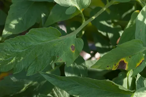 tomato early blight leaves exhibiting classic fungal symptoms: brown circular lesions with yellow halos (concentric rings) on green foliage, characteristic of alternaria solani infection