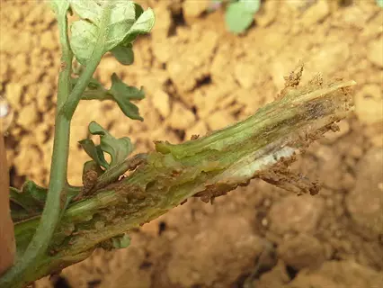 tomato fusarium wilt: discolored brown vascular tissue in stem cross-section (characteristic of fusarium oxysporum infection) with visible foliar wilting