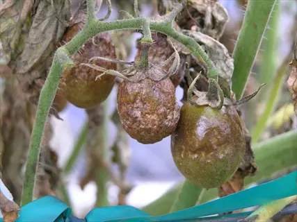tomato late blight: brown, greasy-looking lesions on infected tomato fruits and dark, water-soaked leaf spots (characteristic of phytophthora infestans)