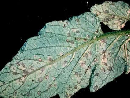 tomato leaf with gray tomato leaf spots (septoria leaf spot symptoms) and dark margins
