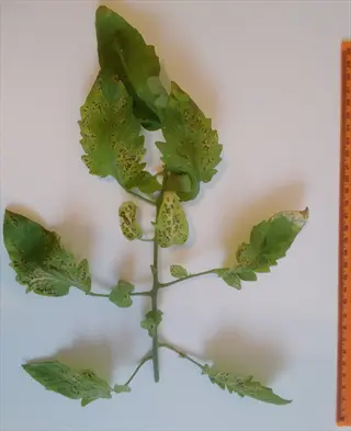 tomato leaf with sunken dark spots (anthracnose symptoms) and measurement ruler