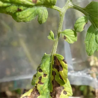 tomato leaf with yellow spots and discoloration, showing signs of disease or stress