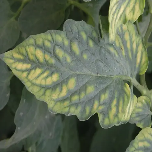 tomato leaves exhibiting magnesium deficiency (interveinal chlorosis) symptom close-up