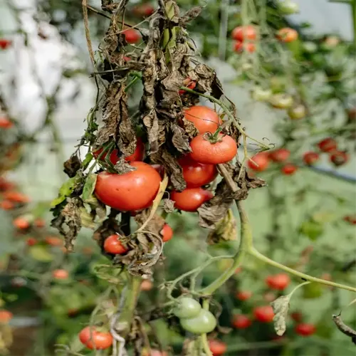 tomato plant garden with ripe red tomatoes and wilted leaves