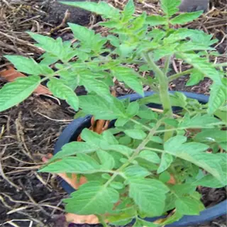 tomato plant in a pot with text about transplanting vs seeding