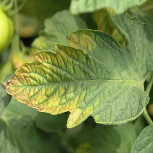 tomato plant leaf showing disease symptoms: yellowing and browning along edges/veins, indicative of nutrient deficiency or pathogen infection