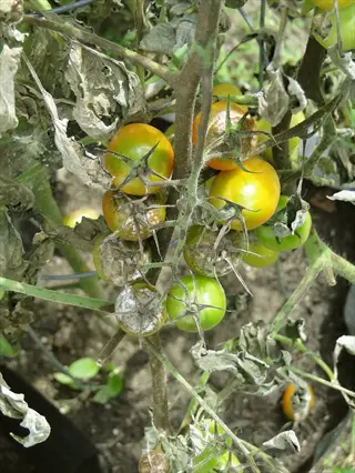 tomato plant with bacterial spot disease showing dark, sunken lesions on fruit and damaged leaves