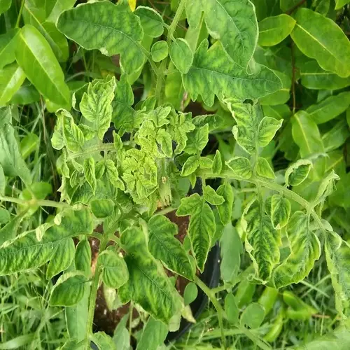 tomato plant with severely curled leaves growing in a pot, surrounded by lush green foliage