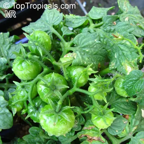tomato plants with lime-green unripe tomatoes growing on leafy vines