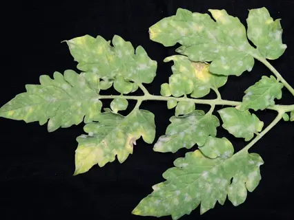 tomato powdery mildew: green tomato leaves covered in white, powdery fungal growth (leveillula taurica) on leaf surfaces with yellowing symptoms, isolated on black background