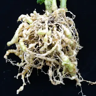 tomato root knots: severely galled/swollen roots (meloidogyne nematode damage) on black background - classic root-knot nematode symptoms