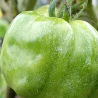 tomato showing signs of boron deficiency with distorted growth