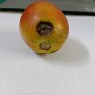 tomato with blossom end rot (dark sunken spots) showing early fruit symptoms, on white surface with 'shot on oneplus' watermark and timestamp