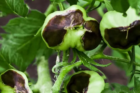 tomatoes with blossom end rot showing dark, sunken lesions on their blossom ends (black tomato bottoms)
