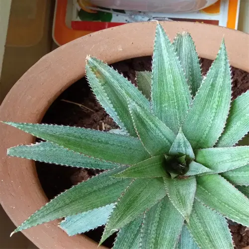 top-down view of a pineapple plant in a terracotta pot