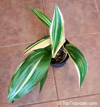 top view of a potted milky way aspidistra plant with green-and-white variegated leaves on a tiled floor