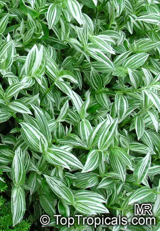 tradescantia multicolor variegated plant close-up with green-and-white striped leaves