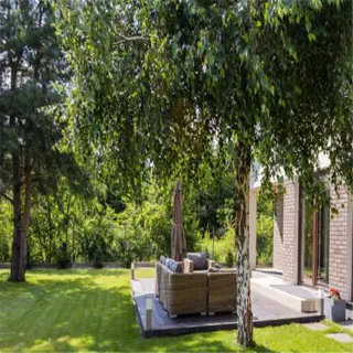 tree providing natural shade management in a well-maintained backyard with a patio area