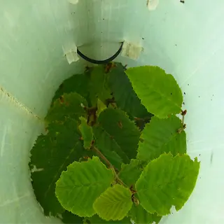 tree shelter tube with green leaves inside