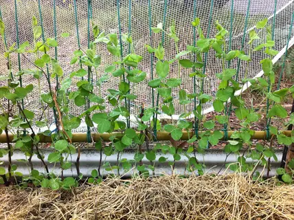 trellis container peas: young pea plants climbing on green netting in container bed with straw mulch