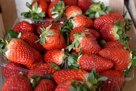 tristar strawberry container filled with fresh ripe red strawberries and green stems