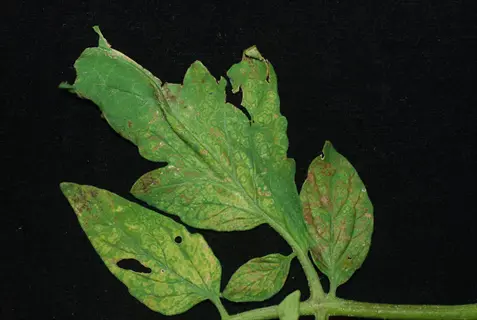 tswv tomato symptoms: tomato leaves showing severe yellow ring spots, necrotic lesions, and chlorosis (characteristic of tomato spotted wilt virus infection) on black background